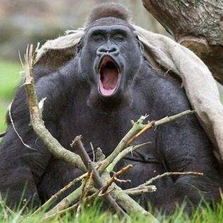 baygvz's profile picture. 