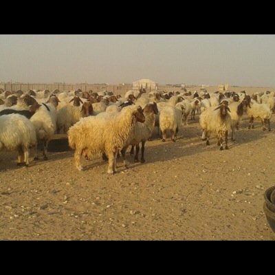 يوجد لدينا جميع الغنم للبيع الموقع حفرالباطن جوال رقم ٠٥٣٨٠٦٧٢٤٠