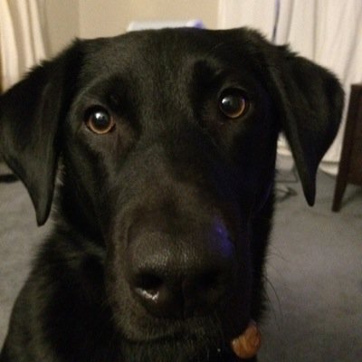 sammythepupster's profile picture. 