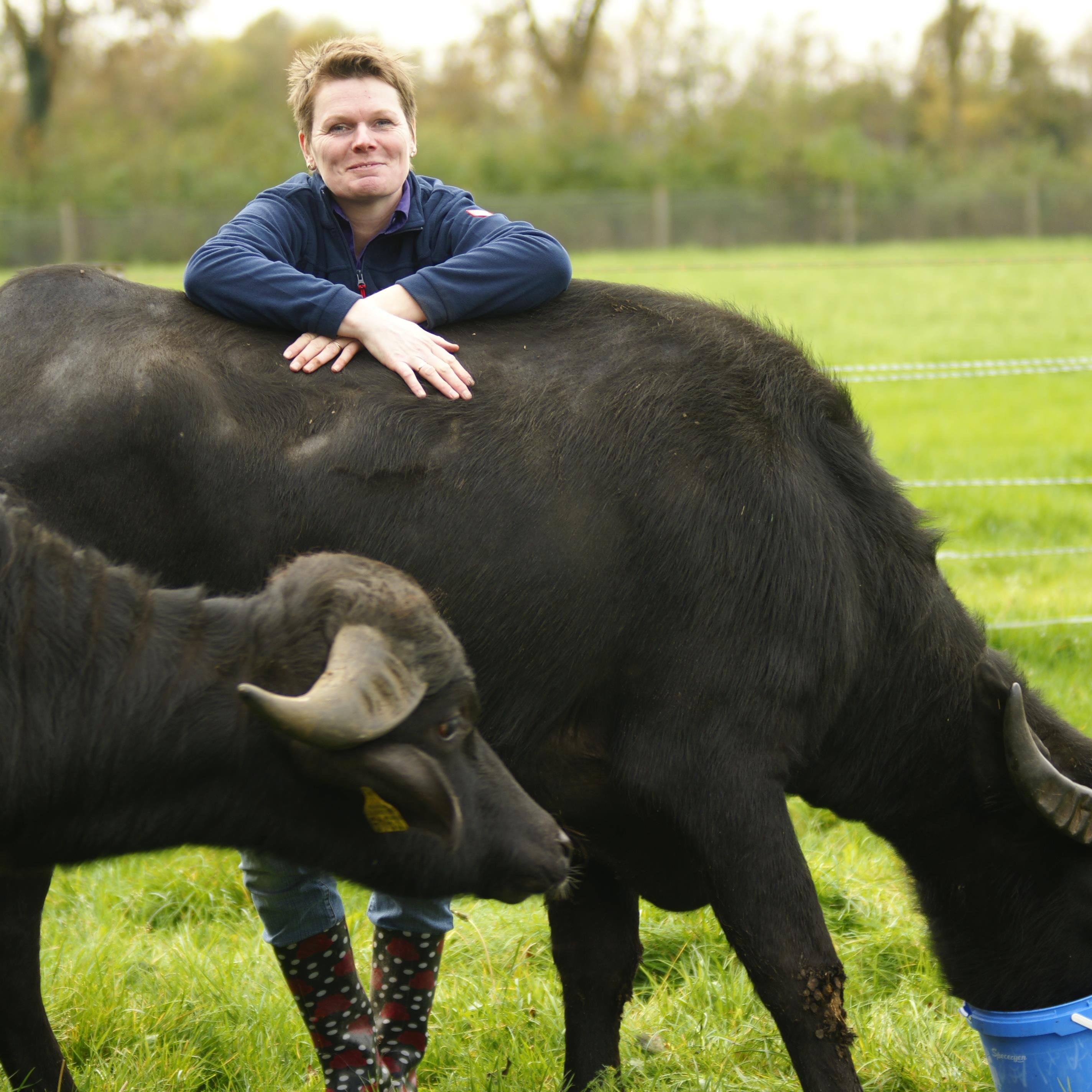Landwinkel de Waterbuffelfarm uit Oldemarkt, wij produceren duurzaam buffelvlees verkoop in eigen beheer.