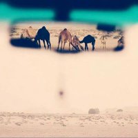 هاجس الشوق (@jsa5050) 's Twitter Profile