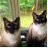 Catskikimiki's profile image