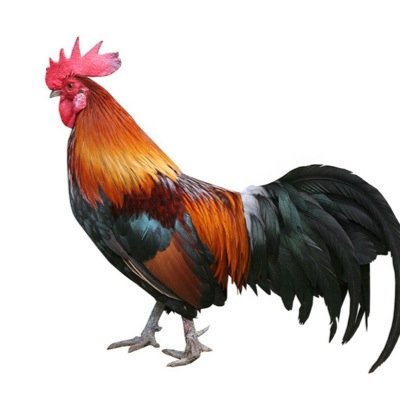 Take the Cock Sucka Challenge and say your best Cock Sucka on camera then post to social media, challenge friends to do the same within 48 Hours or pay $50.