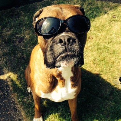 Boyiceboxerdog's profile picture. 