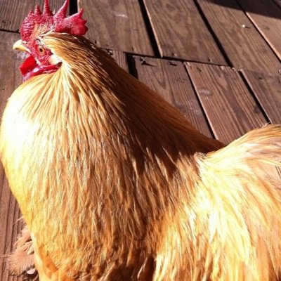 xbutterchickenx's profile picture. dont question my ways. my methods may seems like madnis 2 u but I get thing done. u aint never had a frend like me?