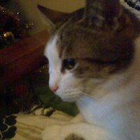 pulce (@pulcepalma) 's Twitter Profile Photo pulce (@pulcepalma) 's Twitter Profile Photo