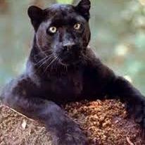 OpinionatedB1's profile picture. Christian and married. No DM's