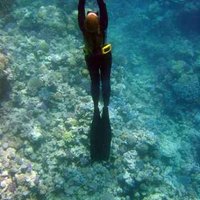 Dolphin Diver (@dolphindiver) 's Twitter Profile Photo Dolphin Diver (@dolphindiver) 's Twitter Profile Photo