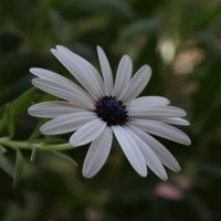 iZeb (@eskandranee) 's Twitter Profile