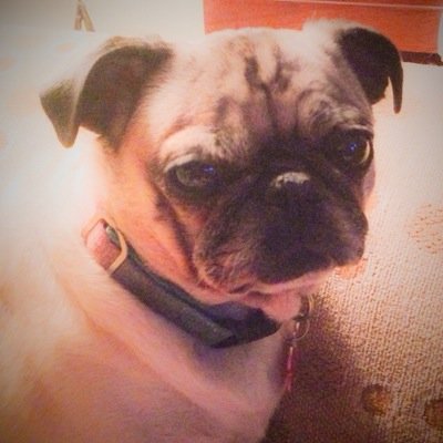 bill_shorts's profile picture. 50