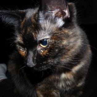 PatLacemaker's profile picture. 