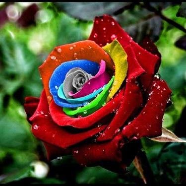 ChusanHarrem's profile picture. 