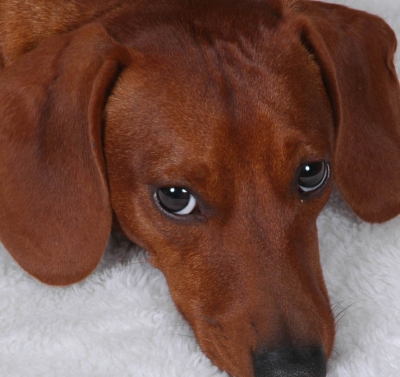 Elite Dog Training