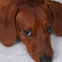 Julius Chapman - @dog_training_ - Twitter