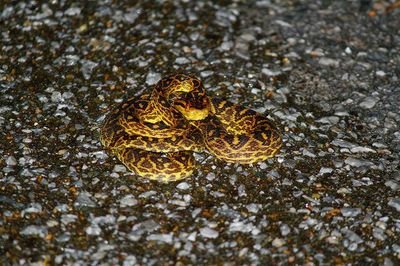 以前はクワガタにはまり、その後はトンボに浸ってます。最近、フンチュウとオサムシに目覚めました。さらにセミとカミキリもお気に入りに追加です😁