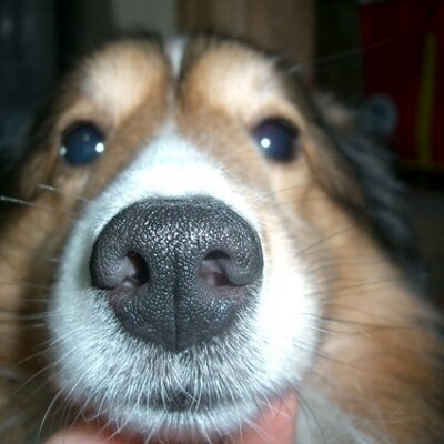動物大好き！