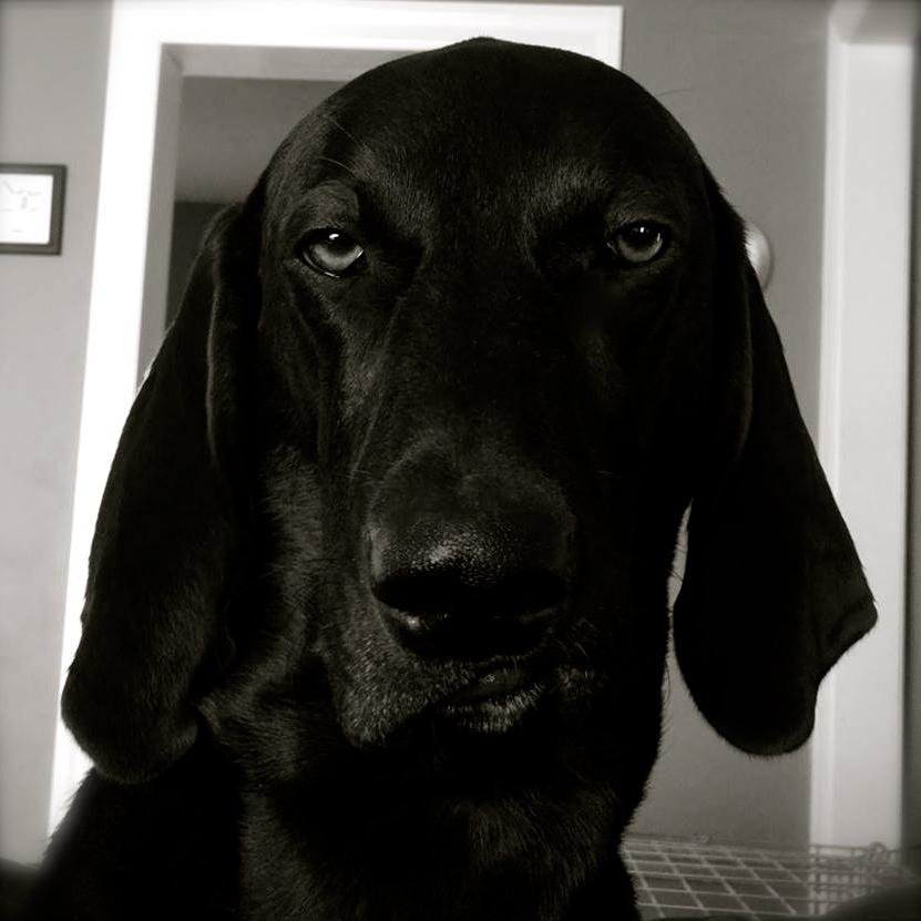 I love my dog.