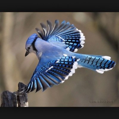 daily1o1's profile picture. Providing cool birds daily!