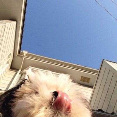 kana9527's profile picture. 