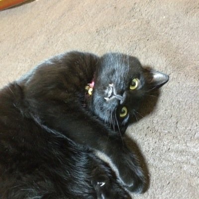 自分の人生くらい好きにやっていきたい！そして、自分でやりたい！って思った事は常に全力で取り組みます！たまにやりすぎて怒られるけど、怒られても全力で攻めていきます☆そして、副業の事もつぶやいていきたいと思います！よろしくお願いします☆