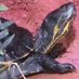 Mein Onlinespiel (@turtlemosie) Twitter profile photo Mein Onlinespiel (@turtlemosie) Twitter profile photo