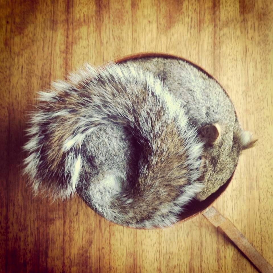 Ethical taxidermist and taxidermy classes based in Hackney, London.