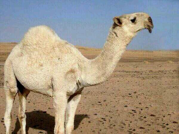 حساب لعرض الابل