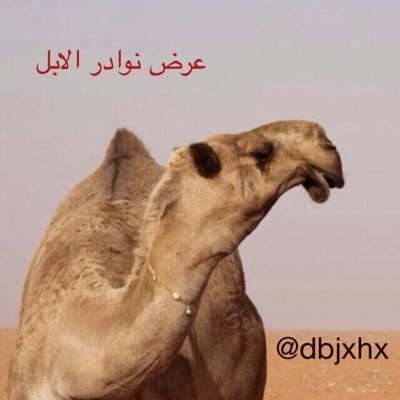 هذا الحساب لكم وهو الاول من نوعه يختص في امور الابل واخر اخبار الطيبات من الابل وبدون تواصلكم لن استطيع اتمام واجباتي اتمنى منكم التواصل لتعم الفائده 0500847196