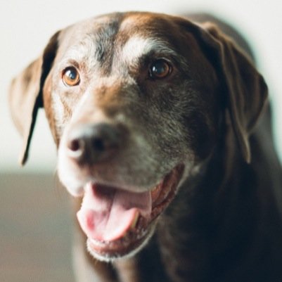 GabbytheLabby's profile picture. 14 Years Young • Alpha Dog • Private Beach Member • Duathlete • Professional Speed Eater • Talented Pillow Nest Architect • My views & opinions are my own