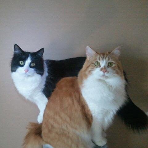 #TeamFollowBack #FollowMe #meow #GenzelFamily