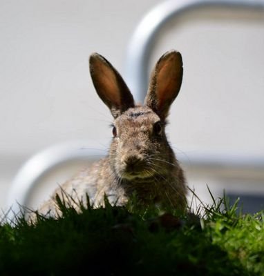 theuearabbit Profile Picture