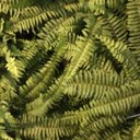 Margaret Hendrickson - @maghendr - Twitter