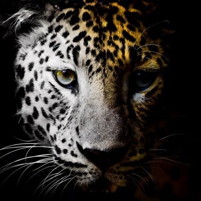 segrioloez1559's profile picture. 