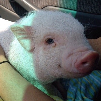 herrrooo! im marvin and im a mini piggyy.. i love love love peanut butter and chuchi my bff !!!!