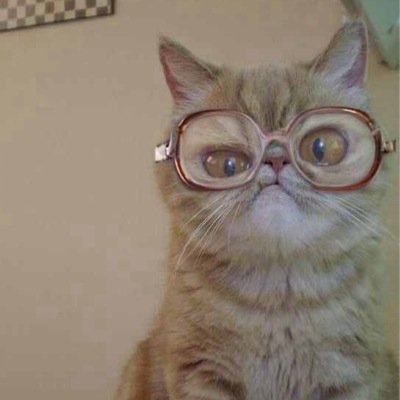 _cutsandcats's profile picture. i cant bio