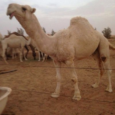 بيتي بالطايف مفتوح ٢٤ ساعة لكل من زار الطايف ويبشر بخوووة حرب وعلوم الرجال وبعون اللّـﮧ مانقصر مع احد لفانا