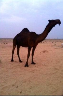 الحساب هذا تهكر هذا حسابي الجديد AL_AKLBI