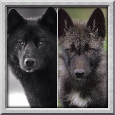 C)male/sister @warriorcats14/brother @luluaz072/mate @sunnythewolfpup-pups4(R)male/Male//mum 
sunnythewolfpup/sister @AngAngelvampire/mate @star23569