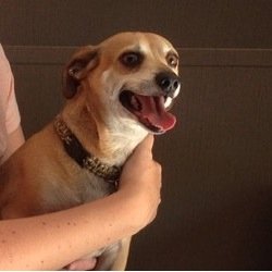 just a happy taquito with legs