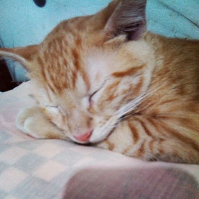 cheeto