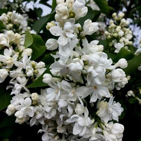 SargataE's profile picture. 