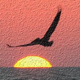 sandkeyisland's profile picture. Photos and Activities of Sand Key Island and Clearwater Beach Florida!  Check out http://t.co/0dMOgXLeg7