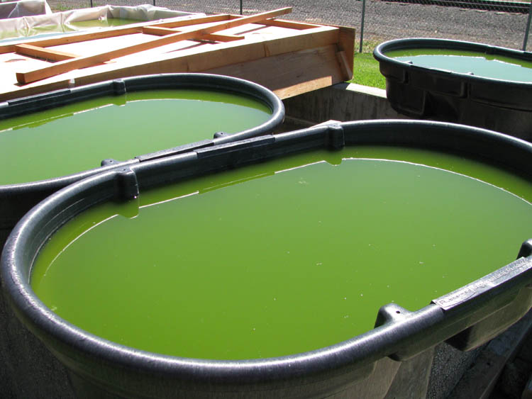 Bioalgene's profile picture. The algae growing team