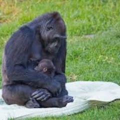 Whenever you lose faith in humans, there is a Hidden Gorilla there just for you