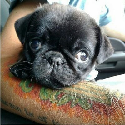 Pugs are hella cute *i claim no ownership of any of the pictures i use *