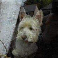 Peter Curran (@moridura) 's Twitter Profile