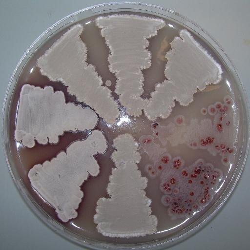 Twitterbot of #Streptomyces papers in #Pubmed
created and curated by @paulhoskisson