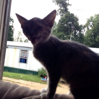 Destiny83529960's profile picture. hi my name is destiny follow me and i will follow u back so follow me and i will follow. you back so ya and get off of my twitter but follow me