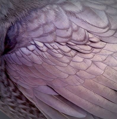 GGwaiz's profile picture. Pulmonary Felow at KFSHRC Riyadh.