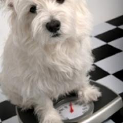 Does this make me look fat?? #humor #sarcasm I make great nachos, would you like some?